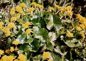 Dubbelbloemige dotterbloem (Caltha palustris Multiplex) - Vijverplant - 3 losse planten - Om zelf op te potten - Vijverplanten Webshop