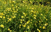 Egelboterbloem (Ranunculus flammula) - Vijverplant - 3 losse planten - Om zelf op te potten - Vijverplanten Webshop