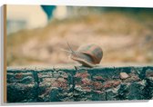 WallClassics - Hout - Slak op Houten Balk - 90x60 cm - 12 mm dik - Foto op Hout (Met Ophangsysteem)