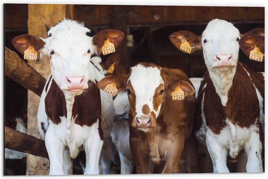 WallClassics - Dibond - Koeien in de Stal op een Boerderij - 60x40 cm Foto op Aluminium (Wanddecoratie van metaal)