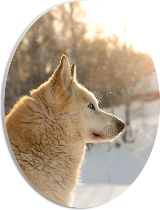 WallClassics - PVC Schuimplaat Ovaal - Shiba Hond in de Sneeuw - 21x28 cm Foto op Ovaal  (Met Ophangsysteem)