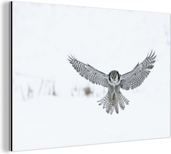 Wanddecoratie Metaal - Aluminium Schilderij Industrieel - Vliegende Hawkuil - 60x40 cm - Dibond - Foto op aluminium - Industriële muurdecoratie - Voor de woonkamer/slaapkamer