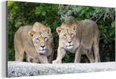 Deux lionnes Aluminium 60x40 cm - Tirage photo sur Aluminium (décoration murale métal)