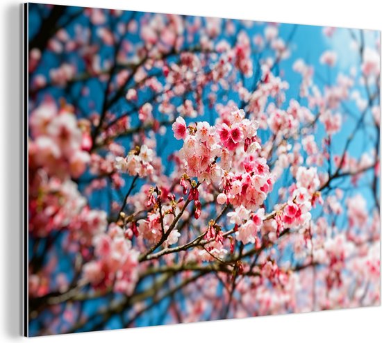 Wanddecoratie Metaal - Aluminium Schilderij - Lente - Sakura - Roze - Dibond