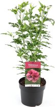 Hibiscus Syriacus 'Woodbridge' donkerroze in pot Ø25cm - H40cm