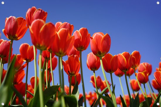 Tuinposter - Rode tulpen in blauwe lucht - omgezoomde rand - 120x80cm