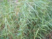Gewoon riet (Phragmites australis) - Vijverplant - 3 losse planten - Om zelf op te potten - Vijverplanten Webshop