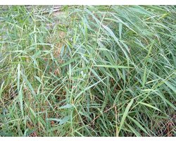Gewoon riet (Phragmites australis) - Vijverplant - 3 losse planten - Om zelf op te potten - Vijverplanten Webshop