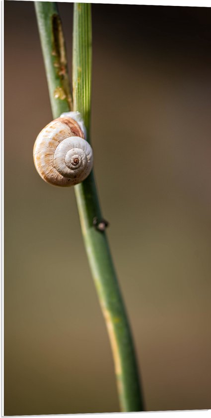 WallClassics - PVC Schuimplaat - Slak aan Plant - 50x100 cm Foto op PVC Schuimplaat (Met Ophangsysteem)