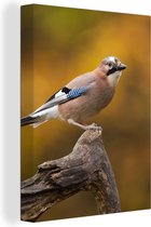 Tableau sur toile Vogel - Branche - Geai - 90x120 cm - Décoration murale