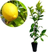 Citrus limon 'Citroen' Citroenplant, 2 liter pot, +60cm