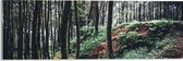 WallClassics - Acrylglas - Heuvel in het Bos - 60x20 cm Foto op Acrylglas (Met Ophangsysteem)