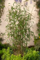 5 stuks | Fargesia scabrida Asian Wonder Niet Woekerende Bamboe 60-80cm Kweekpot 2 liter - Fargesia - Bamboe en Siergrassen