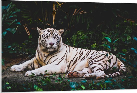 WallClassics - Acrylglas - Witte Tijger in de Jungle - 105x70 cm Foto op Acrylglas (Wanddecoratie op Acrylaat)
