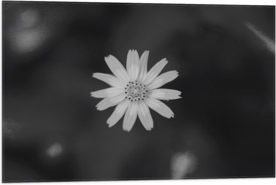 WallClassics - Drapeau - Marguerite Wit - 75x50 cm Photo sur Drapeau Polyester