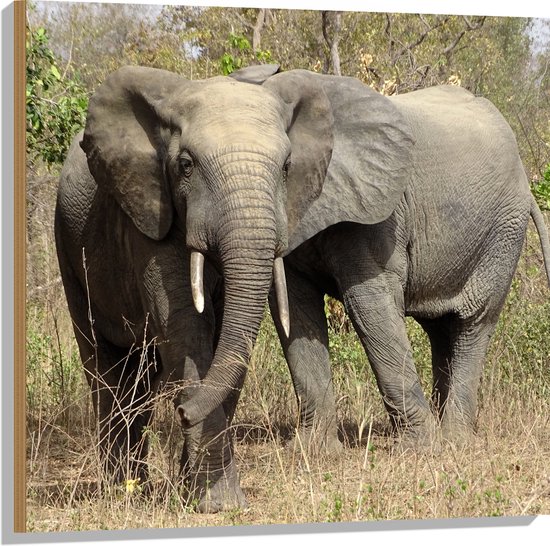 WallClassics - Bois - Éléphant d'Afrique à l'état sauvage - 80x80 cm - 12 mm d'épaisseur - Photo sur bois (avec système de suspension)