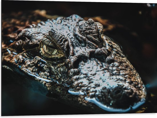 WallClassics - Dibond - Krokodil in het Water - 80x60 cm Foto op Aluminium (Met Ophangsysteem)