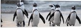 WallClassics - Dibond - Waggelende Pinguïns op het Strand - 120x40 cm Foto op Aluminium (Met Ophangsysteem)