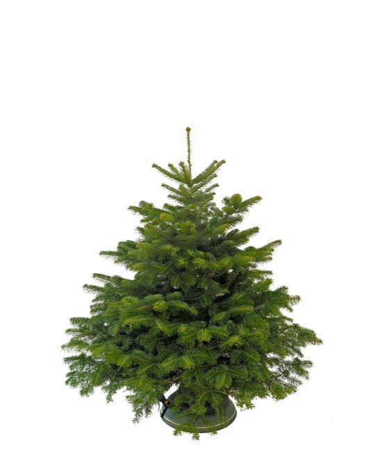 Kerstbomen Leiden - De mooiste Nordmann Excellent spar kerstbomen Kerstbomen Leiden - De mooiste Nordmann Excellent spar kerstbomen