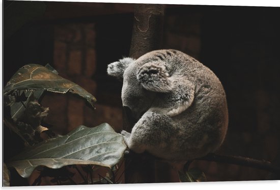 WallClassics - Dibond - Slapende Koala - 105x70 cm Foto op Aluminium (Wanddecoratie van metaal)
