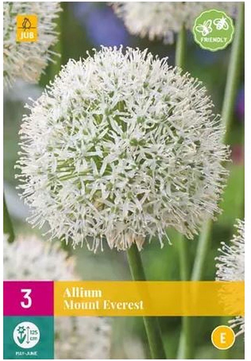 Jub Holland - bloembollen - Allium/Sierui Mount Everest - maat 16/18 - 3 stuks