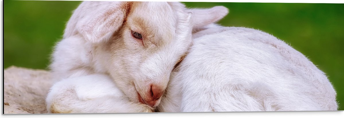 Dibond - Baby Geitje - 90x30 cm Foto op Aluminium (Wanddecoratie van metaal)