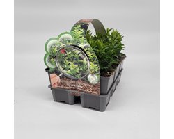 2x6 stuks (12 planten) in 6-Pack concept - Euonymus jap. 'Green Spire' - Haagplant - Bodembedekker - Buxus vervanger - Haag - Afscheiding - Winterhard - Bodembedekker - Vaste plant - Tuinplant - Winterhard - Groenblijvend - Groen - Haagplant