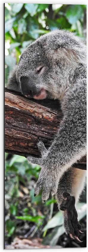 WallClassics - Dibond - Luie Koala op een Boomstam - 30x90 cm Foto op Aluminium (Met Ophangsysteem)