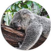 WallClassics - Dibond Muurcirkel - Luie Koala op een Boomstam - 70x70 cm Foto op Aluminium Muurcirkel (met ophangsysteem)