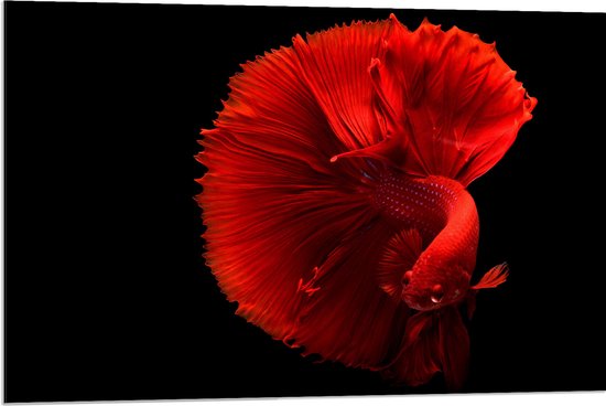 WallClassics - Dibond - Fel Rode Maanvis - 90x60 cm Foto op Aluminium (Wanddecoratie van metaal)