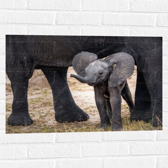 WallClassics - Muursticker - Bébé éléphant avec oreilles tombantes - 75x50 cm Photo sur Muursticker