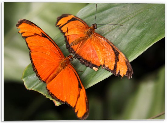 WallClassics - PVC Schuimplaat- Oranje Vlinders op een Blad - 40x30 cm Foto op PVC Schuimplaat