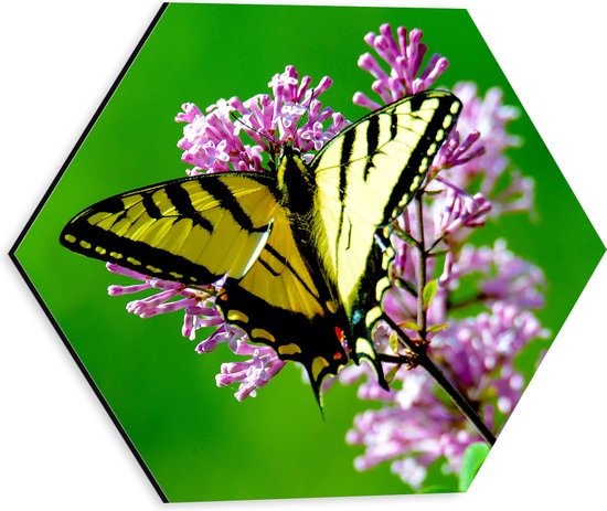 WallClassics - Dibond Hexagon - Geel met Zwarte Vlinder op Roze Bloem - 30x26.1 cm Foto op Hexagon (Met Ophangsysteem)