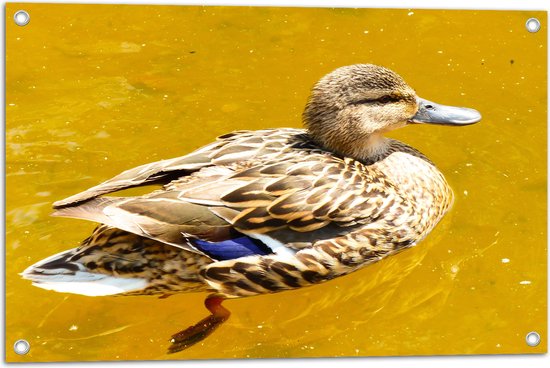 WallClassics - Tuinposter – Eend in Geel / Groen Water - 75x50 cm Foto op Tuinposter  (wanddecoratie voor buiten en binnen)