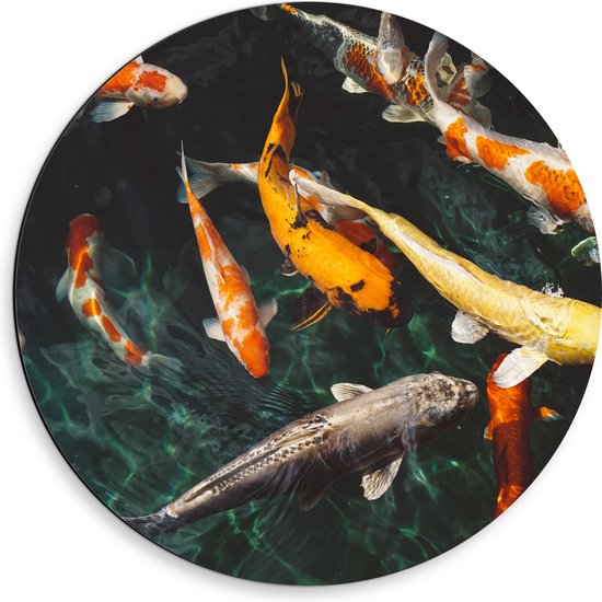 WallClassics - Dibond Muurcirkel - Koi Karpers in het Water - 50x50 cm Foto op Aluminium Muurcirkel (met ophangsysteem)