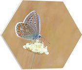WallClassics - PVC Schuimplaat Hexagon  - Icarusblauwtje Vlinder op Witte Bloem - 40x34.8 cm Foto op Hexagon (Met Ophangsysteem)