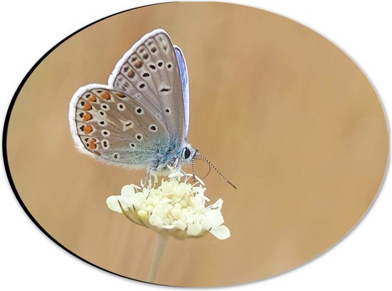 WallClassics - Dibond Ovaal - Icarusblauwtje Vlinder op Witte Bloem - 28x21 cm Foto op Ovaal (Met Ophangsysteem)