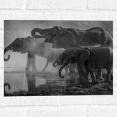 WallClassics - Muursticker - Olifanten aan een Meer Zwart / Wit - 40x30 cm Foto op Muursticker