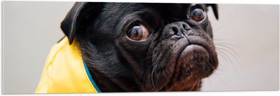 WallClassics - Acrylglas - Zwarte Hond met Gele Jas - 120x40 cm Foto op Acrylglas (Wanddecoratie op Acrylaat)