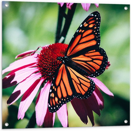 WallClassics - Poster de Jardin - Oranje avec Papillon Noir sur Bloem Rose - 80x80 cm Photo sur Poster de Jardin (décoration murale pour l'extérieur et l'intérieur)