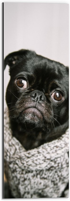 WallClassics - Dibond - Mopshond - Pug met Grijze Trui - 20x60 cm Foto op Aluminium (Wanddecoratie van metaal)