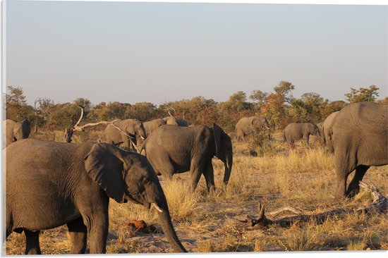 WallClassics - Acrylglas - Kudde Afrikaanse Olifanten - 60x40 cm Foto op Acrylglas (Wanddecoratie op Acrylaat)