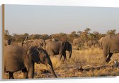 WallClassics - Hout - Kudde Afrikaanse Olifanten - 105x70 cm - 12 mm dik - Foto op Hout (Met Ophangsysteem)