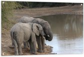 WallClassics - Poster de jardin - Éléphants buvant au bord d'un lac - 120x80 cm Photo sur Poster de jardin (décoration murale pour l'extérieur et l'intérieur)