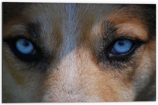 WallClassics - Dibond - Blauwe Ogen van een Hond - 60x40 cm Foto op Aluminium (Wanddecoratie van metaal)