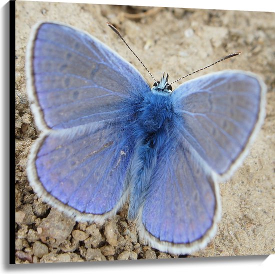 WallClassics - Canvas  - Blauwe Vlinder Icarusblauwtje - 100x100 cm Foto op Canvas Schilderij (Wanddecoratie op Canvas)