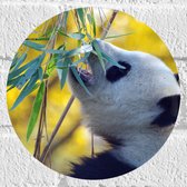 WallClassics - Muursticker Cirkel - Etende Panda - 20x20 cm Foto op Muursticker
