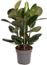 Ficus Robusta 3pp - Ammerlaan The Green Innovator - Groene Plant- Hoogte  95 cm