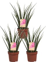 Sanseveria - Set van 3 - Fachjan - Groene Plant- Hoogte  40 cm