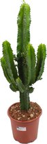 Cactus van Botanicly – Cactus – Hoogte: 70 cm – Euphorbia Eritrea